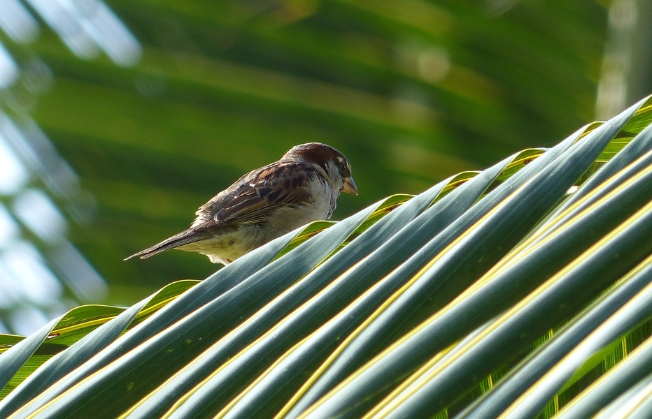 House Sparrow on palm frond